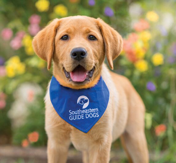 Southeastern guide 2025 dog adoption